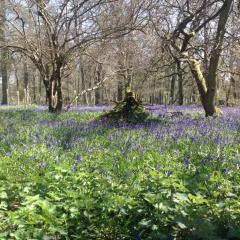 Bluebells