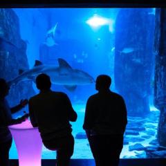 Shark tank Photo