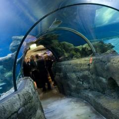London Aquarium Sea Life Photo